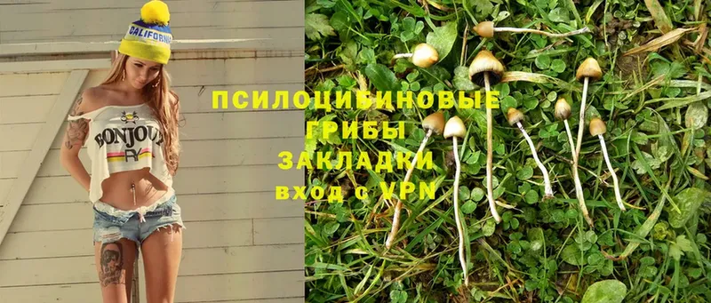 Псилоцибиновые грибы Psilocybine cubensis  Дмитриев 